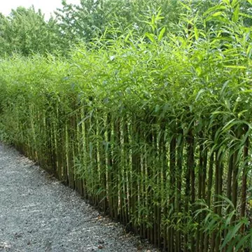 10 Tipps für eine perfekte Hecke