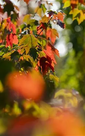 Acer rubrum 'Sun Valley'