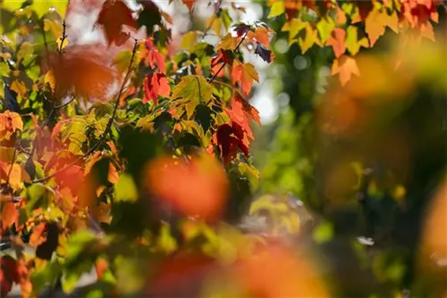 Rotahorn - Acer rubrum 'Sun Valley'