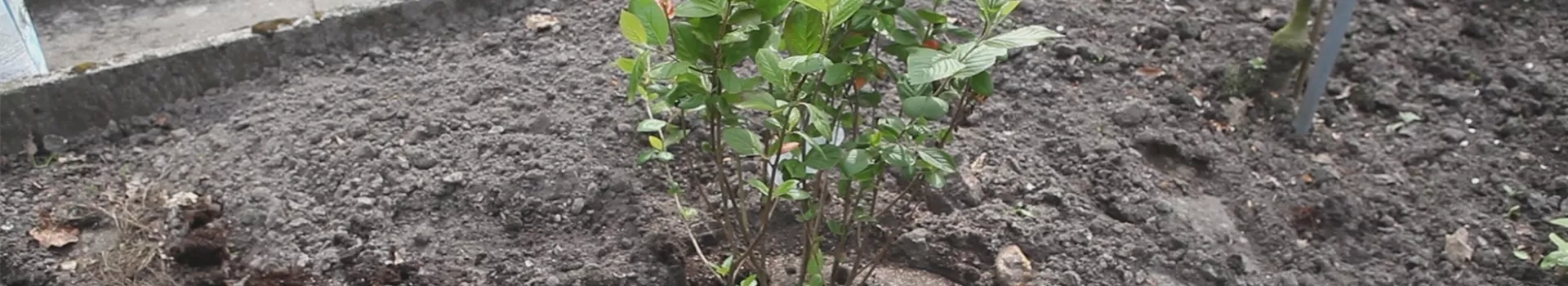 Apfelbeere - Einpflanzen im Garten