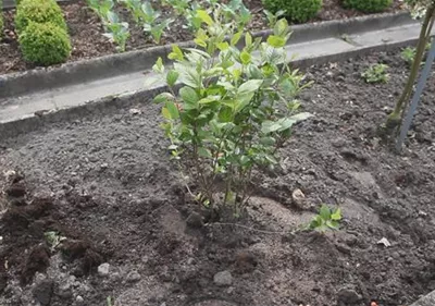 Apfelbeere - Einpflanzen im Garten