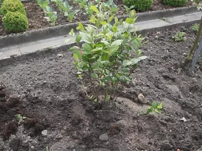 Apfelbeere - Einpflanzen im Garten