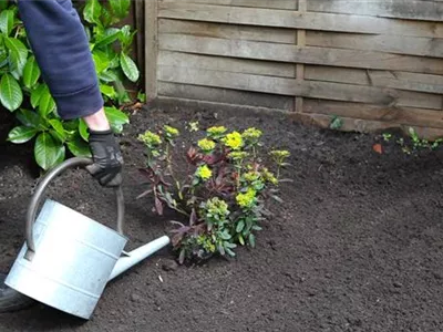 Wolfsmilch - Einpflanzen im Garten