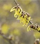 Schwefelgelbe Zaubernuss 'Arnold Promise' - Hamamelis interm.'Arnold Promise'