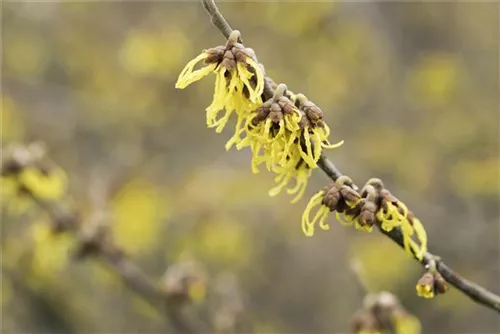 Schwefelgelbe Zaubernuss 'Arnold Promise' - Hamamelis interm.'Arnold Promise'