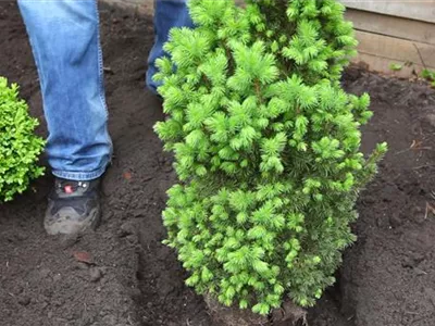 Zuckerhutfichte - Einpflanzen im Garten