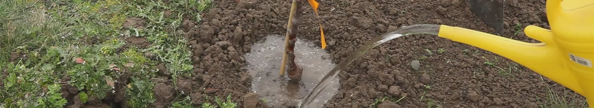 Zwergapfelbaum - Einpflanzen im Garten