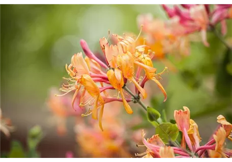 Lonicera heckrottii 'American Beauty' - Geißschlinge 'American Beauty'