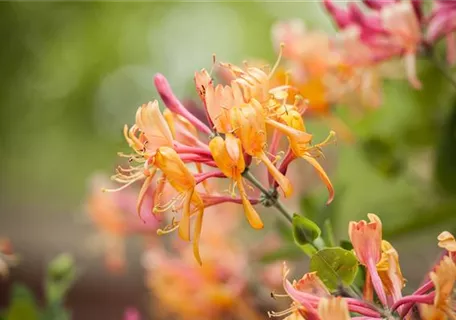 Lonicera henryi - Immergrüne Geißschlinge