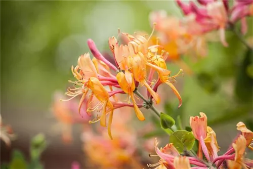 Geißschlinge 'American Beauty' - Lonicera heckrottii 'American Beauty'