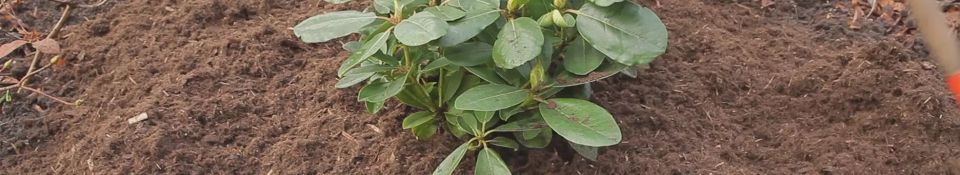 Rhododendron - Düngen und Mulchen