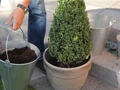 Buchsbaum - Einpflanzen in ein Gefäß