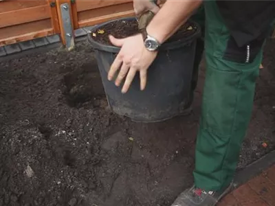 Hainbuche - Einpflanzen im Garten