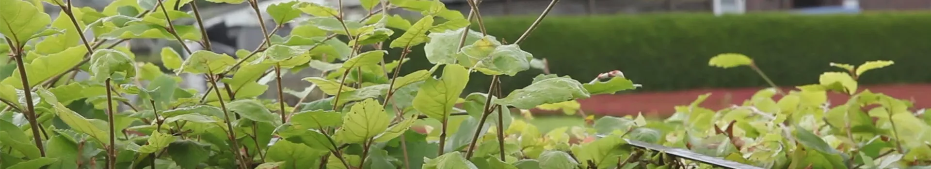 Rotbuchenhecke - Zurückschneiden mit einer Heckenschere