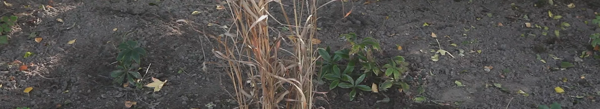 Rutenhirse - Zurückschneiden im Frühling