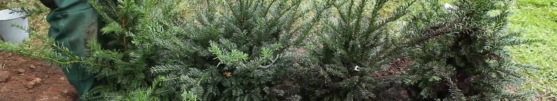 Eibe - Hecke einpflanzen im Garten