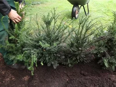 Eibe - Hecke einpflanzen im Garten