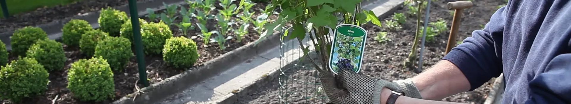 Schwarze Johannisbeeren - Einpflanzen im Garten