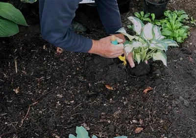 Hosta - Einpflanzen im Garten