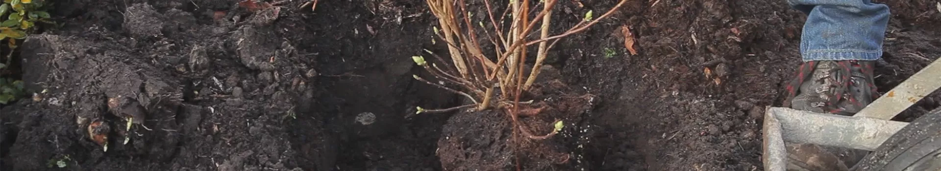 Sommergrüne Gartenazalee - Einpflanzen im Garten