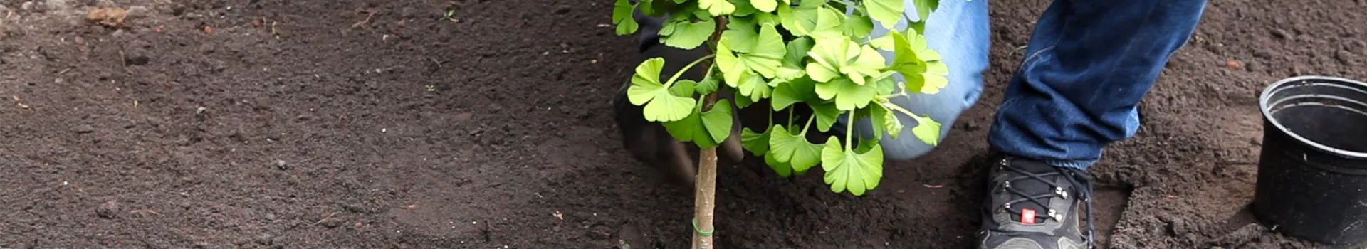 Fächerblattbaum - Einpflanzen im Garten