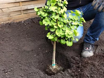 Fächerblattbaum - Einpflanzen im Garten