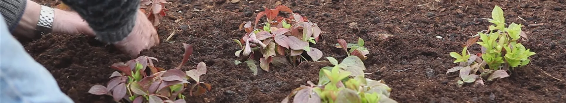 Teppich-Hartriegel - Einpflanzen im Garten