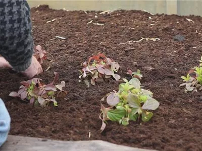 Teppich-Hartriegel - Einpflanzen im Garten