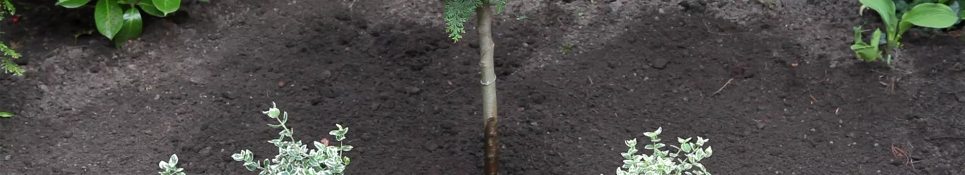 Kriechspindel - Einpflanzen im Garten