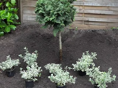 Kriechspindel - Einpflanzen im Garten