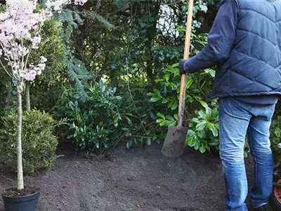 Kurilenkirsche - Einpflanzen im Garten