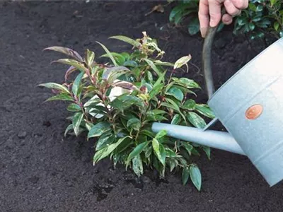 Traubenmyrte - Einpflanzen im Garten