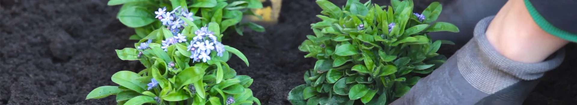 Vergissmeinnicht - Einpflanzen im Garten