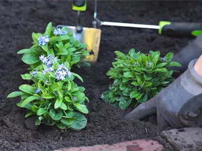 Vergissmeinnicht - Einpflanzen im Garten