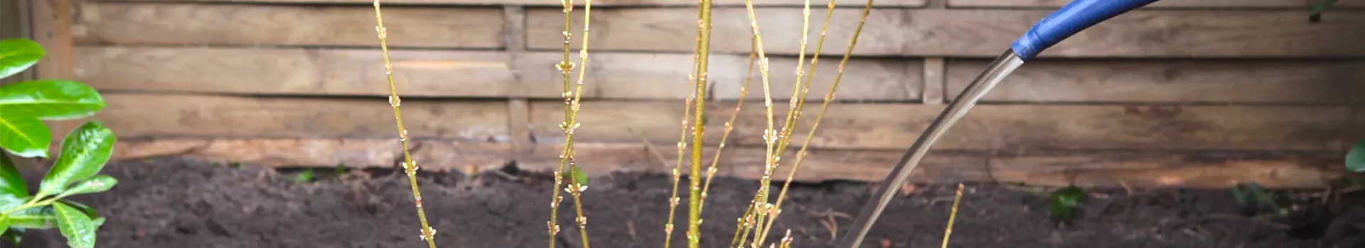 Forsythie - Einpflanzen im Garten