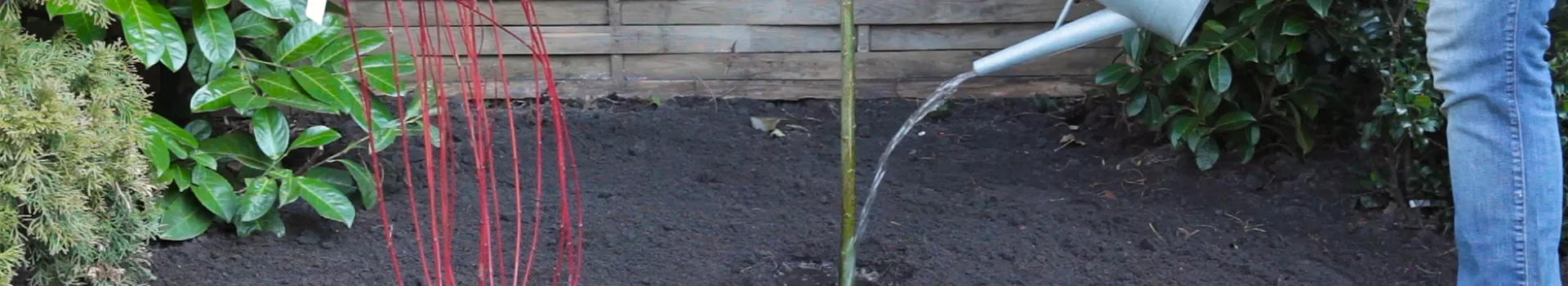 Hängekätzchenweide - Einpflanzen im Garten