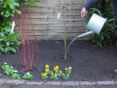 Hängekätzchenweide - Einpflanzen im Garten