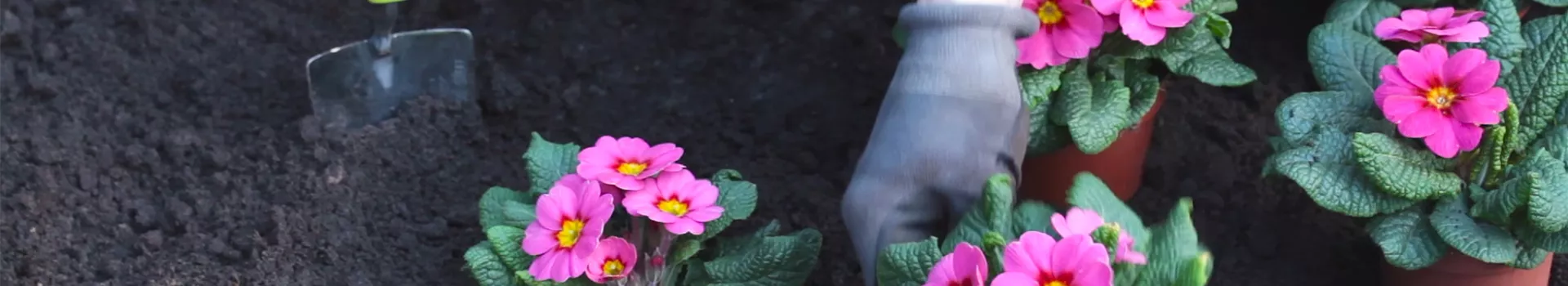 Primeln - Einpflanzen im Garten