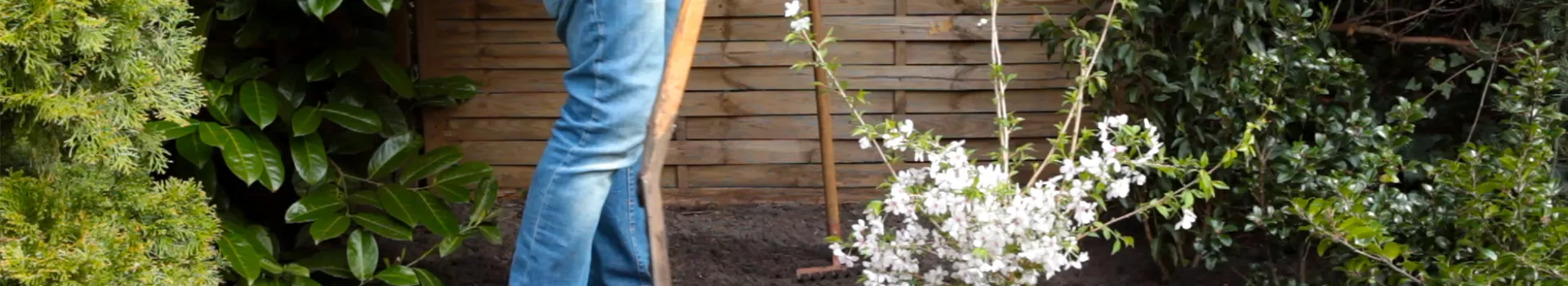 Geschlitzte Kirsche - Einpflanzen im Garten