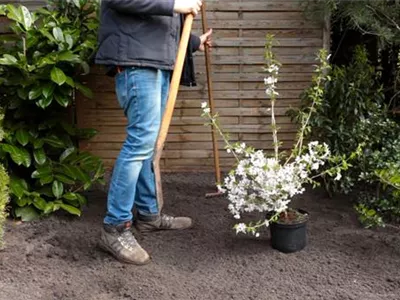 Geschlitzte Kirsche - Einpflanzen im Garten