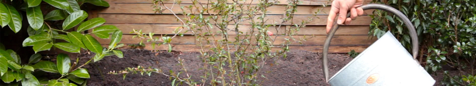 Japanische Zierquitte - Einpflanzen im Garten