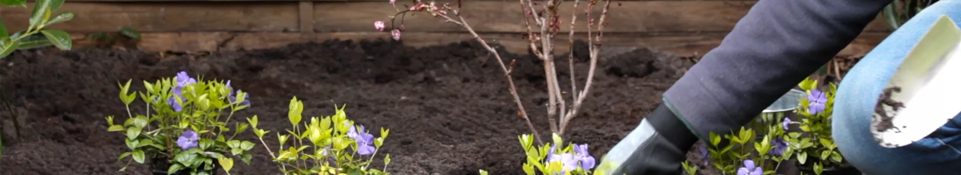 Kleinblättriges Immergrün - Einpflanzen im Garten