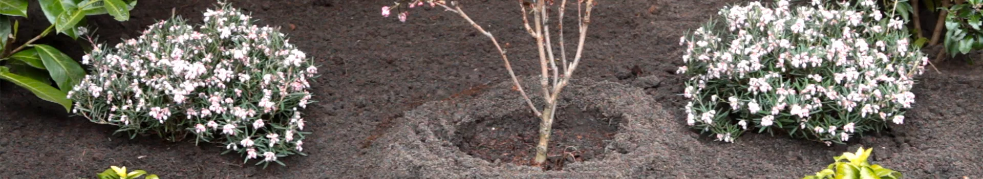 Rosmarinheide - Einpflanzen im Garten