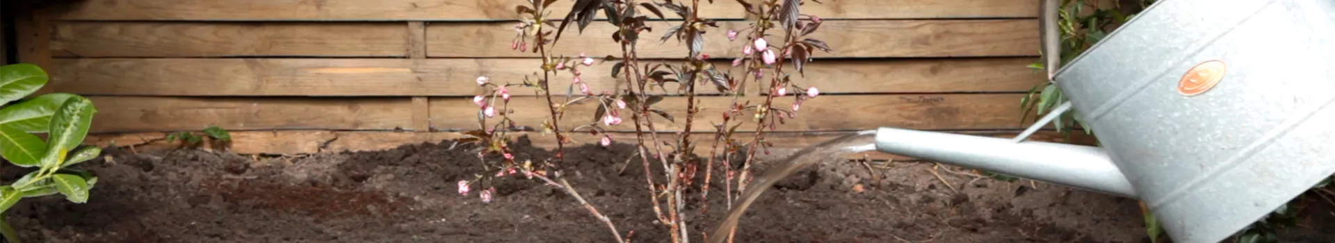 Rotblättrige Nelkenkirsche - Einpflanzen im Garten