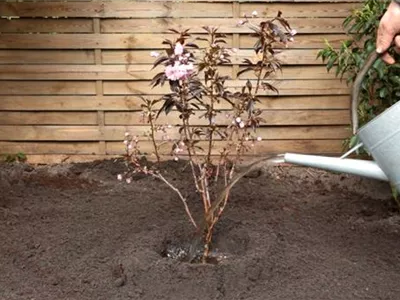 Rotblättrige Nelkenkirsche - Einpflanzen im Garten