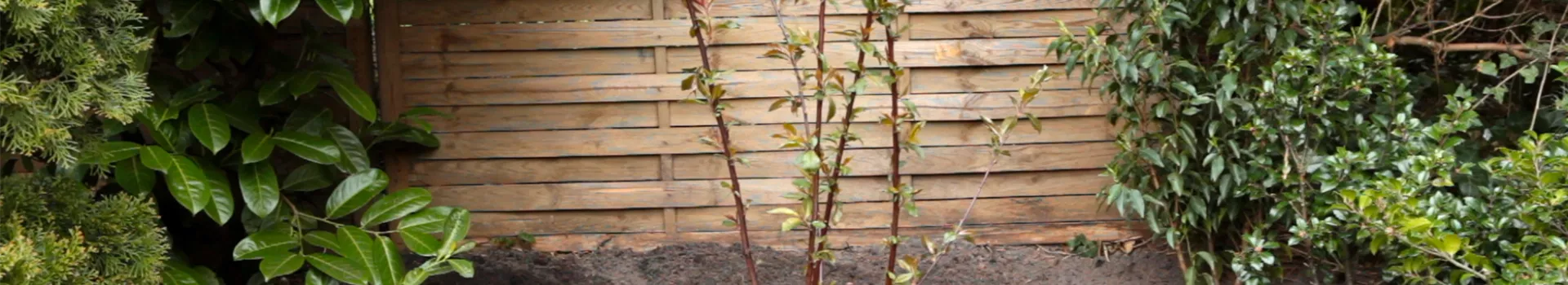 Rotblättriger Zierpfirsich - Einpflanzen im Garten