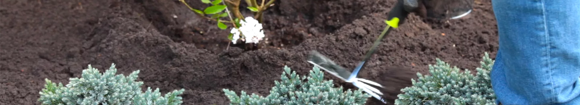 Blauer Zwergwacholder - Einpflanzen im Garten