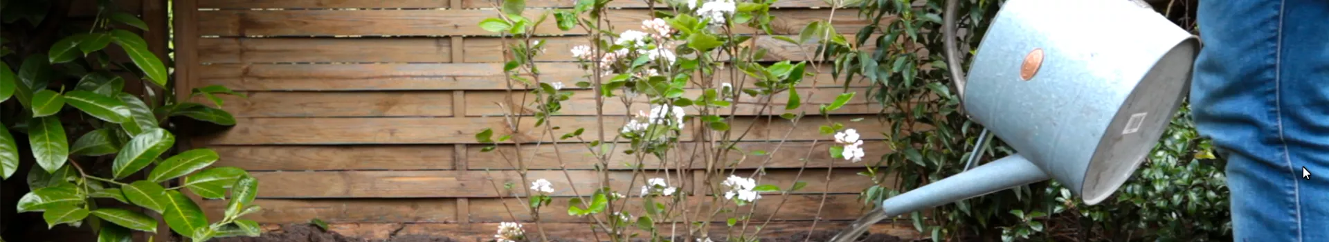 Osterschneeball - Einpflanzen im Garten