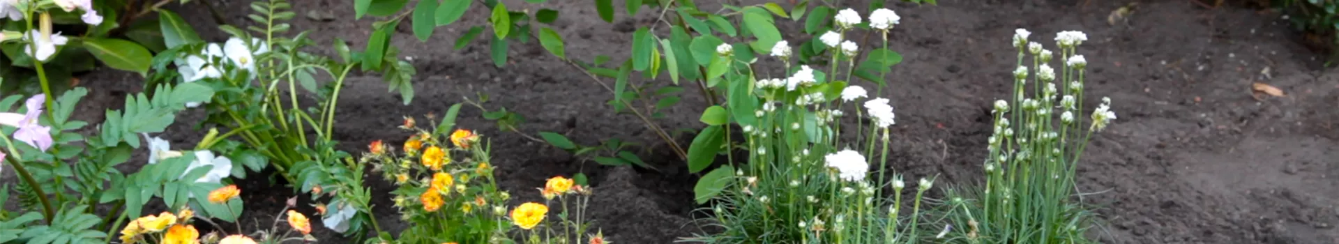 Grasnelke - Einpflanzen im Garten