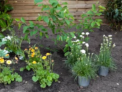 Grasnelke - Einpflanzen im Garten